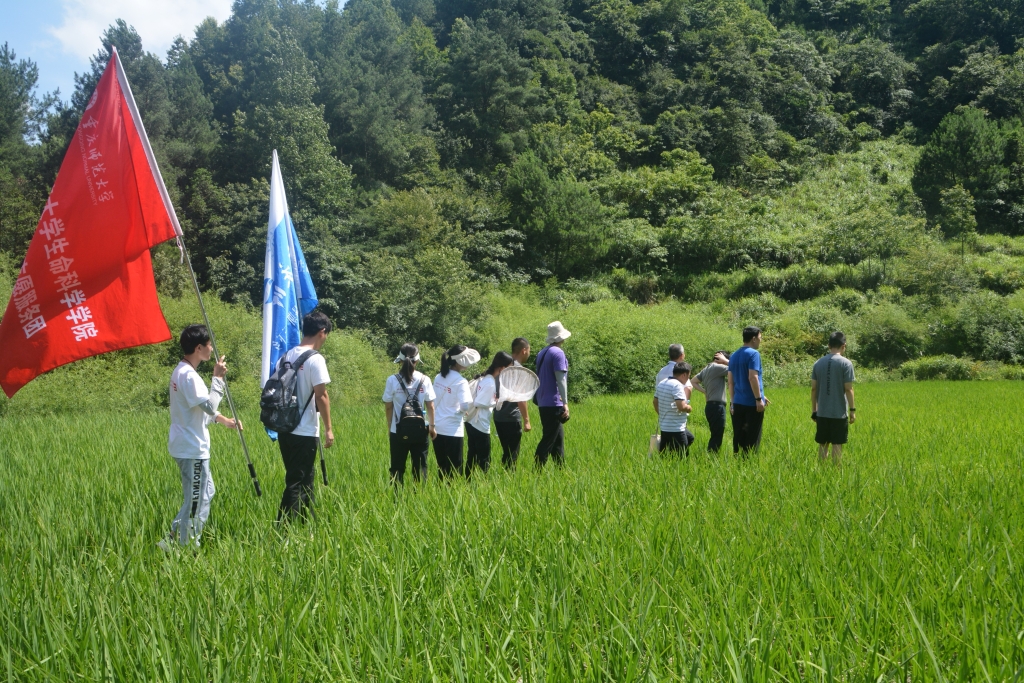 服务团走进水稻农田调研